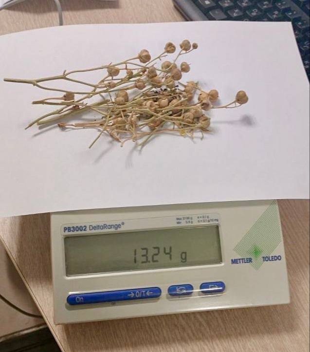 Пассажирка задержана в аэропорту Жуковский с сушеным растением. Аэропорт Жуковский, Душанбе, Контрабанда, Гармала, Происшествия