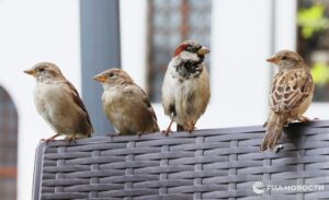 Воробьи под прицелом: В феврале в России стартует перепись воробьев. Да, вы не ослышались. Эти маленькие пернатые, которых мы привыкли видеть на каждом углу, теперь станут объектом внимания ученых и экологов. Зачем это нужно? По данным экспертов, популяция воробьев в последние годы сокращается. Причины — урбанизация, загрязнение воздуха и изменение климата. Перепись поможет понять, насколько критична ситуация и какие меры стоит предпринять. Как это будет происходить? Волонтеры и орнитологи будут фиксировать количество воробьев в разных регионах страны. Данные затем проанализируют и составят общую картину. Итог: Если вы увидите человека с блокнотом, внимательно считающего воробьев, не пугайтесь. Это не сумасшедший, а участник важного экологического проекта. 🐦 Источник: Минприроды РФ. воробьи, перепись, экология, Россия, орнитология