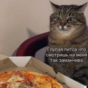 Пицца на работе: как офисные праздники превращают вас в шарик 🍕. пицца, здоровье, офис, набор веса, ЗОЖ