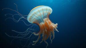 Редкая медуза обнаружена у берегов Аргентины. Аргентина, медуза, морская биология, редкие виды, экология