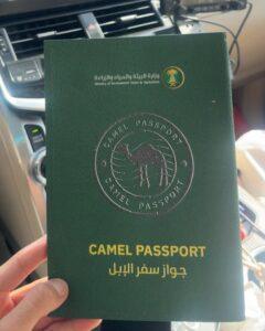 Саудовская Аравия вводит паспорта для верблюдов. Саудовская Аравия, верблюды, сельское хозяйство, паспорта, экономика