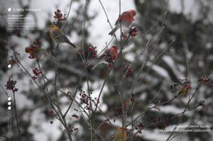 Щуры вернулись в Москву спустя 113 лет 🐦. Щуры, Кусковский лесопарк, Москва, Природа, Экология