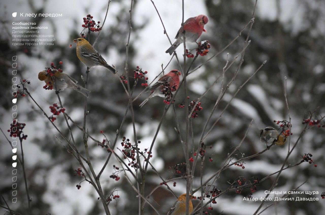 Щуры вернулись в Москву спустя 113 лет 🐦. Щуры, Кусковский лесопарк, Москва, Природа, Экология