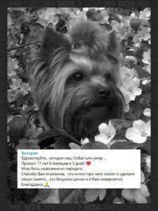 Скончался йоркширский терьер Себастьян — рекордсмен среди московских сородичей 🐾. Себастьян, йоркширский терьер, Москва, рекорд долголетия, собаки