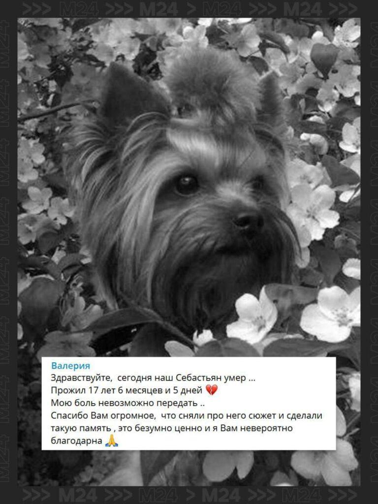 Скончался йоркширский терьер Себастьян — рекордсмен среди московских сородичей 🐾. Себастьян, йоркширский терьер, Москва, рекорд долголетия, собаки