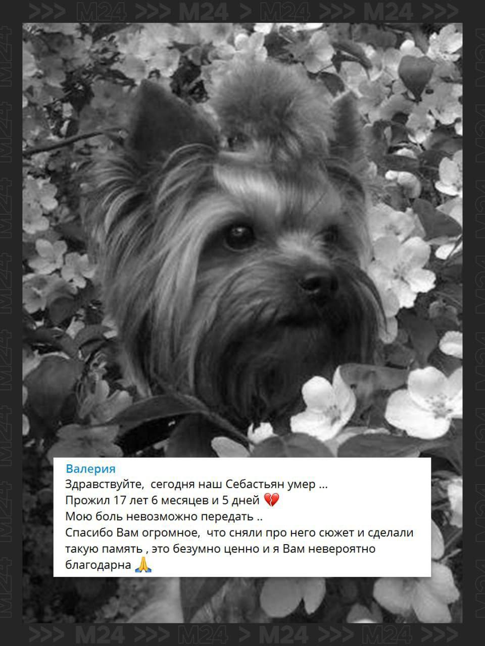 Скончался йоркширский терьер Себастьян — рекордсмен среди московских сородичей 🐾. Себастьян, йоркширский терьер, Москва, рекорд долголетия, собаки