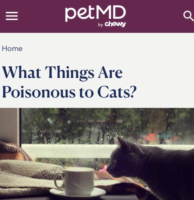 Смертельная опасность для кошек: что нельзя держать дома 🐱☠️. кошки, опасность, ветеринария, здоровье, лилии