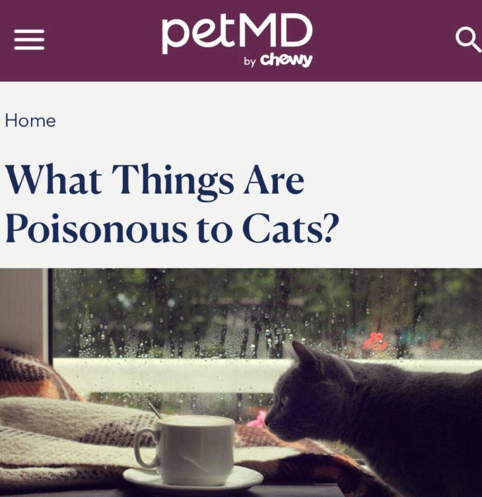 Смертельная опасность для кошек: что нельзя держать дома 🐱☠️. кошки, опасность, ветеринария, здоровье, лилии