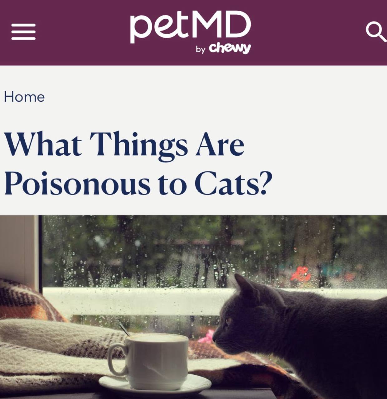 Смертельная опасность для кошек: что нельзя держать дома 🐱☠️. кошки, опасность, ветеринария, здоровье, лилии