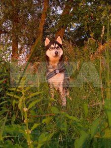 Собака погибла от удара током в Москве из-за неисправного фонарного столба. Москва, Происшествия, Хаски, Толбухина, Комитет городского хозяйства