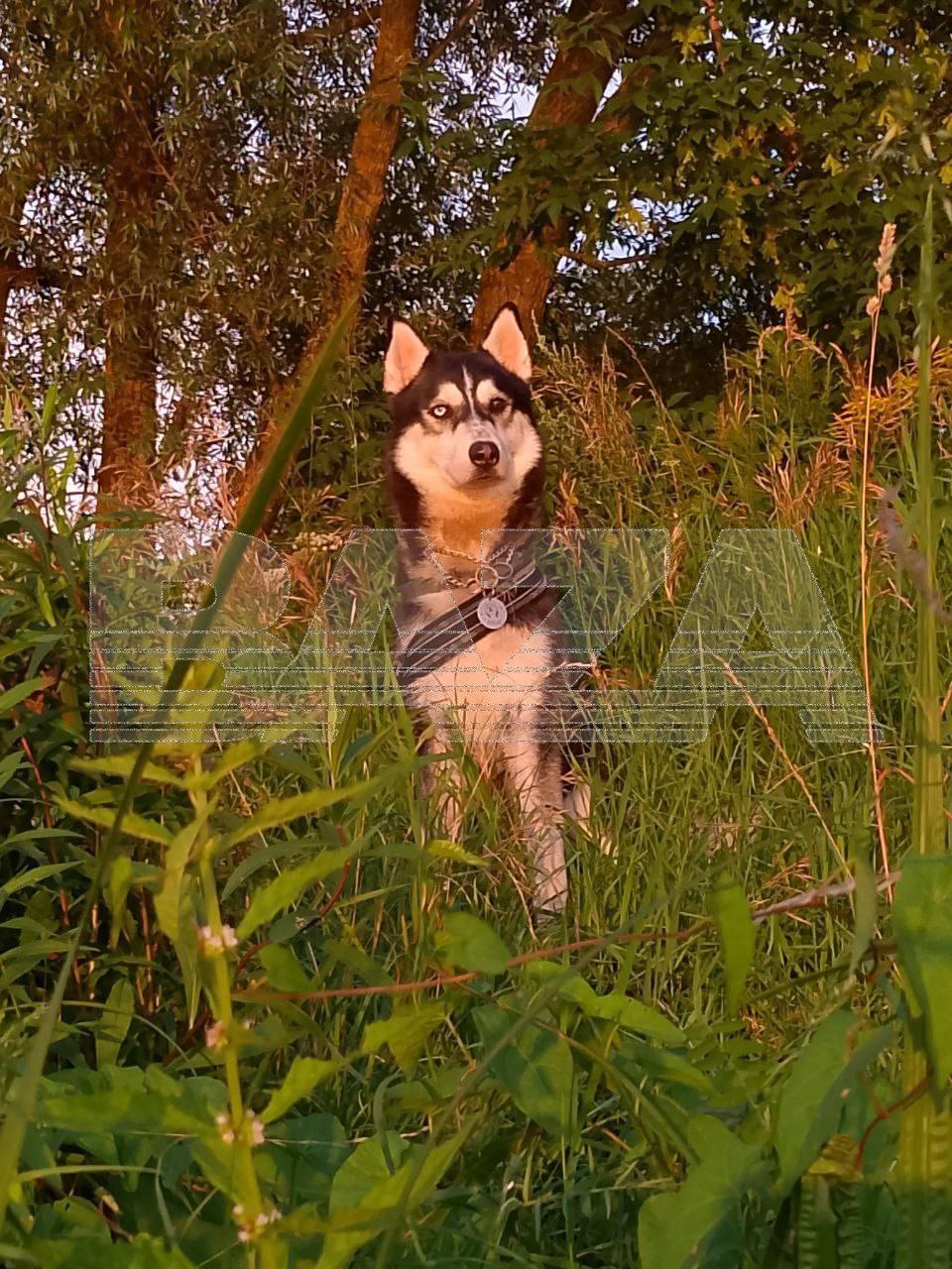 Собака погибла от удара током в Москве из-за неисправного фонарного столба. Москва, Происшествия, Хаски, Толбухина, Комитет городского хозяйства