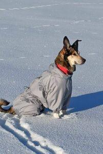 Собака погибшего москвича в Карелии была усыплена. Карелия, Ладожское озеро, Артур Климаков, происшествия, собака