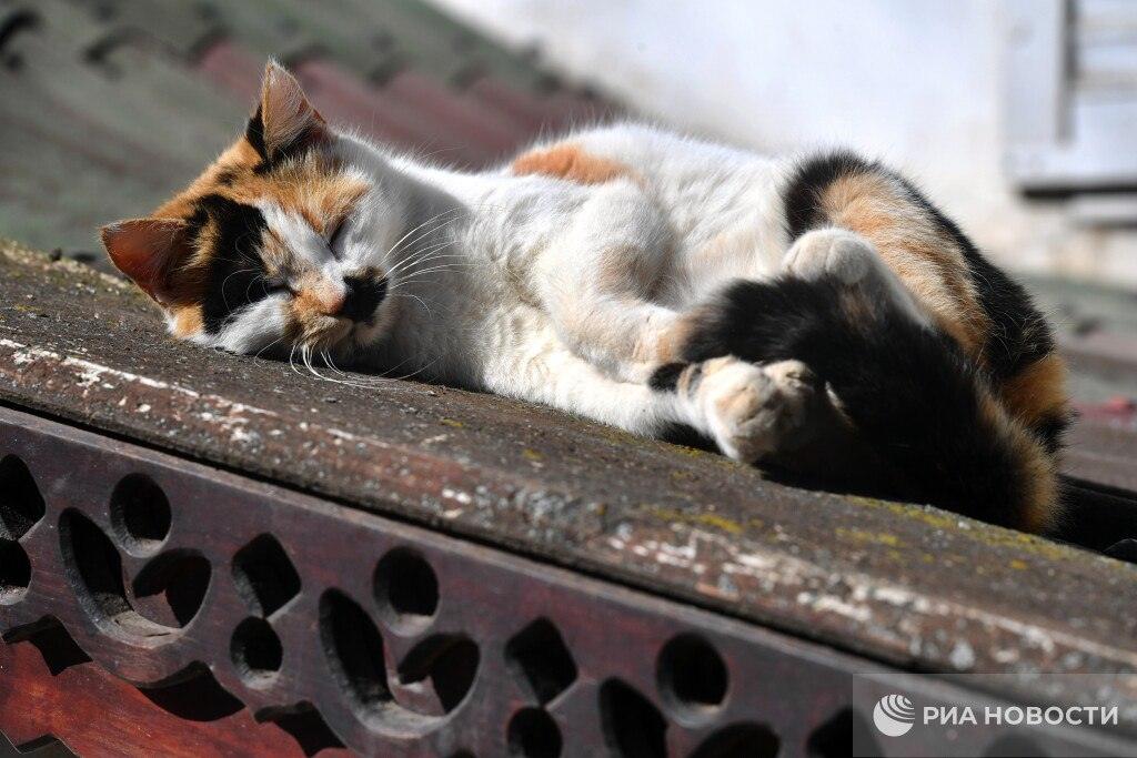 Сон с кошками — секрет крепкого иммунитета 🐱. здоровье, кошки, иммунитет, Минздрав Карелии, гормоны счастья