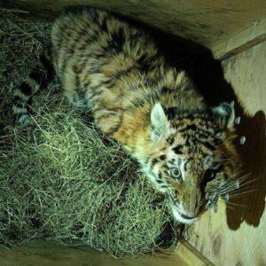 Тигрёнок Тимоша: спасение на обочине 🐾. Хабаровский край, Тимоша, спасение животных, экология, регионы