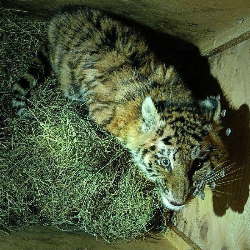 Тигрёнок Тимоша: спасение на обочине 🐾. Хабаровский край, Тимоша, спасение животных, экология, регионы
