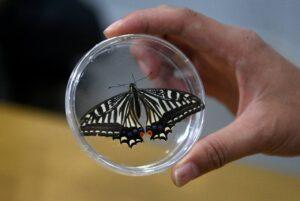 Китайские ученые снова удивляют мир. На этот раз они вывели бабочку в космосе. Да, вы не ослышались — бабочку. 🦋 Этот эксперимент прошел на борту космического модуля, где насекомое успешно вылупилось из кокона. По данным агентства Синьхуа, это первый подобный опыт в истории. И это не просто "бабочка в невесомости", а серьезный шаг вперед в разработке систем жизнеобеспечения для долговременных космических миссий. Почему это важно? Потому что такие эксперименты помогают понять, как сложные биологические системы могут функционировать в условиях космоса. Это ключ к будущим межпланетным путешествиям и колонизации других миров. 🚀 Китай продолжает доказывать, что он — лидер в космической гонке. И кто знает, может, следующая новость будет о том, как они вырастили дерево на Марсе. 🌱. Китай, космос, бабочка, наука, технологии