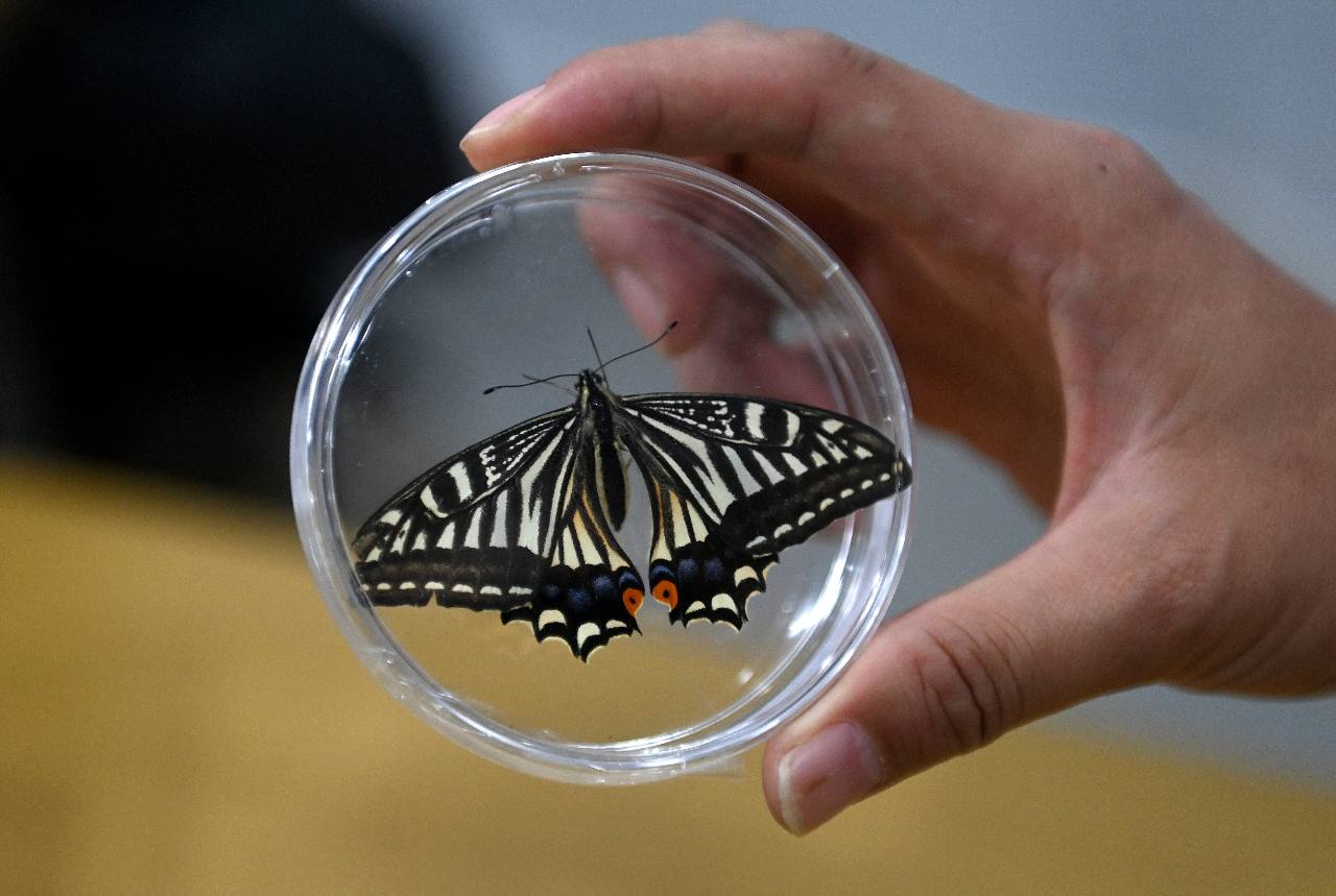 Китайские ученые снова удивляют мир. На этот раз они вывели бабочку в космосе. Да, вы не ослышались — бабочку. 🦋 Этот эксперимент прошел на борту космического модуля, где насекомое успешно вылупилось из кокона. По данным агентства Синьхуа, это первый подобный опыт в истории. И это не просто "бабочка в невесомости", а серьезный шаг вперед в разработке систем жизнеобеспечения для долговременных космических миссий. Почему это важно? Потому что такие эксперименты помогают понять, как сложные биологические системы могут функционировать в условиях космоса. Это ключ к будущим межпланетным путешествиям и колонизации других миров. 🚀 Китай продолжает доказывать, что он — лидер в космической гонке. И кто знает, может, следующая новость будет о том, как они вырастили дерево на Марсе. 🌱. Китай, космос, бабочка, наука, технологии