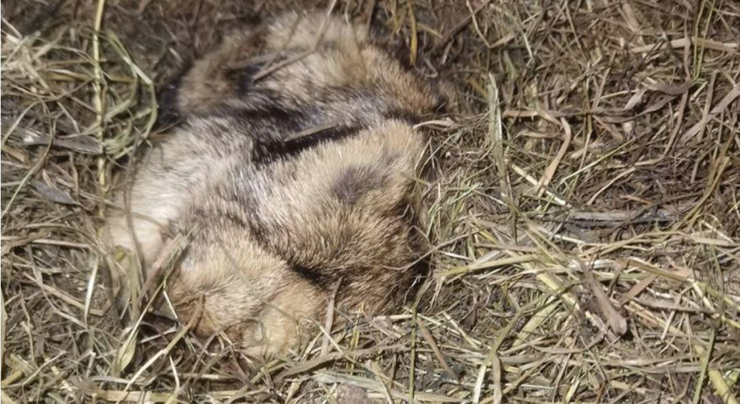 Весна отменяется. 🐾 В Ленобласти впервые за последние 10 лет в День сурка не проснулся шерстяной кайфолом Филимон. Это событие, которое традиционно предвещает ещё шесть недель зимы, вызвало настоящий ажиотаж среди местных жителей. Филимон, известный своими точными прогнозами, решил продлить зимний сезон. Эээй, Ержан, вставай! Но нет, Филимон предпочел остаться в своей уютной норке. Это не только нарушило традицию, но и заставило многих задуматься о том, что весна может быть отложена на неопределенный срок. Что это значит для нас? Шесть дополнительных недель зимы могут повлиять на сельское хозяйство, транспорт и даже на настроение людей. Будьте готовы к тому, что снег и холод ещё долго будут нашими спутниками. Так что, пока Филимон спит, мы продолжаем ждать весну. Но, похоже, она решила взять отпуск. ❄️. Ленобласть, День сурка, Филимон, зима, прогноз