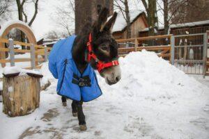 Жорик в синей попоне: зимний стиль ослика из Московского зоопарка 🫏. Жорик, Московский зоопарк, Зима, Попона, Прогулки