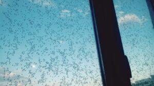 Жуки атакуют: Россия готовится к нашествию насекомых 🐜🔥. насекомые, Россия, весна, экология, снег