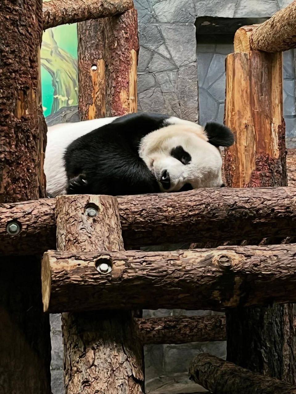 Панда уснула, Катюша свободна 🐼. Москва, Московский зоопарк, Панда, Катюша, Животные