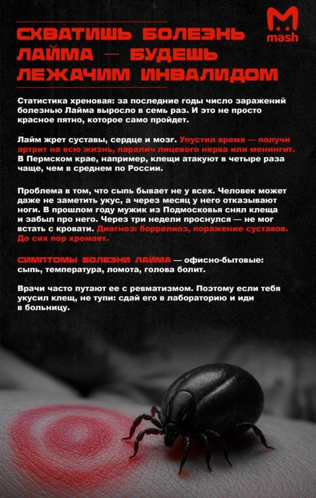 Африканские клещи в России: новая угроза весной 2026