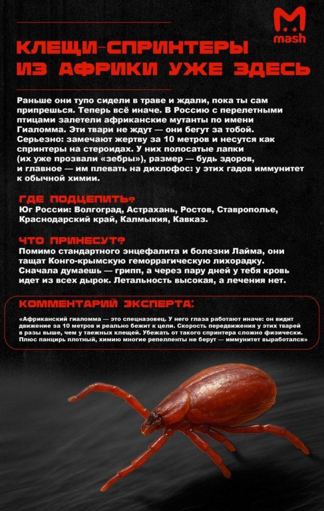 Африканские клещи в России: новая угроза весной 2026