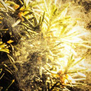 Аллергики в опасности: уровень пыльцы превысит норму