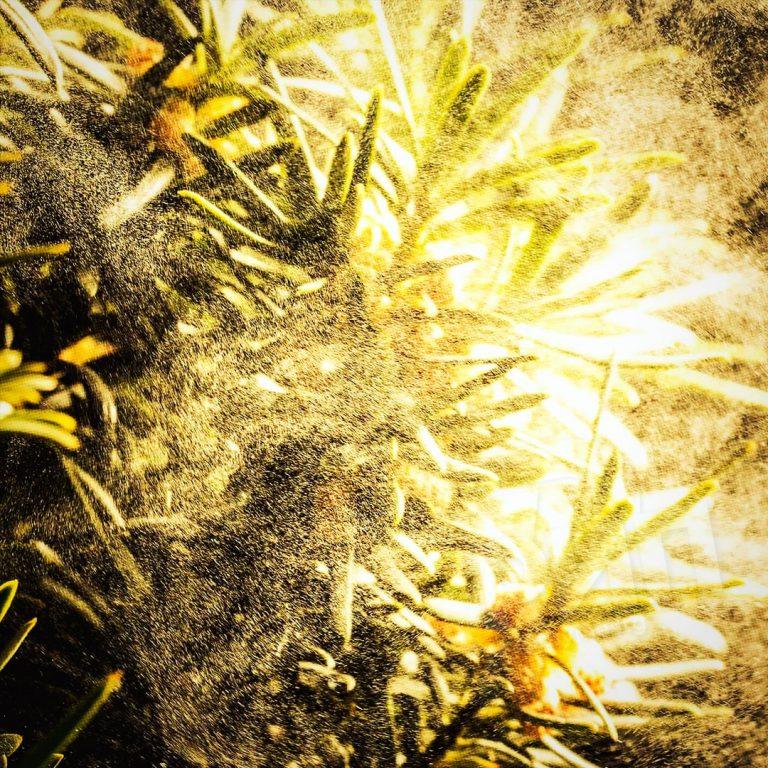 Аллергики в опасности: уровень пыльцы превысит норму