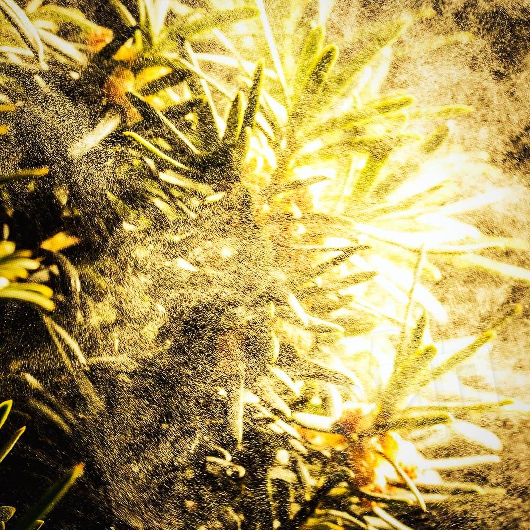 Аллергики в опасности: уровень пыльцы превысит норму