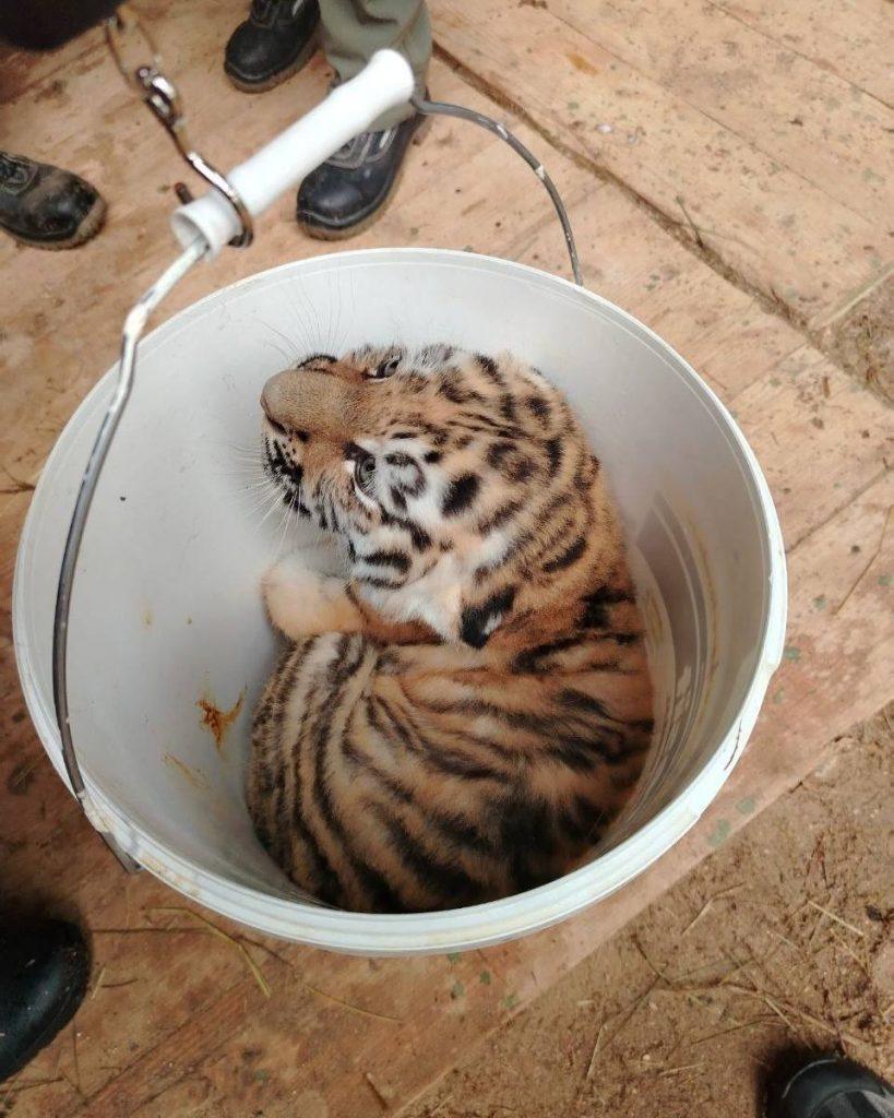 Амурские тигрята в Московском зоопарке получили имена