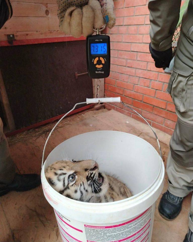 Амурские тигрята в Московском зоопарке получили имена