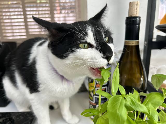 Базилик — суперфуд для мозга: улучшает память и замедляет старение