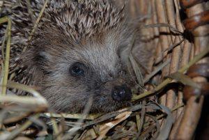 Белогрудые ёжики проснулись в Московском зоопарке