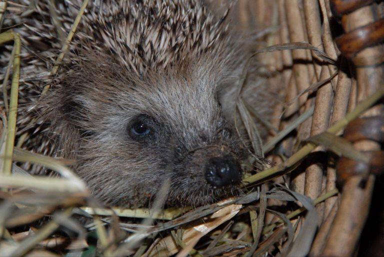 Белогрудые ёжики проснулись в Московском зоопарке