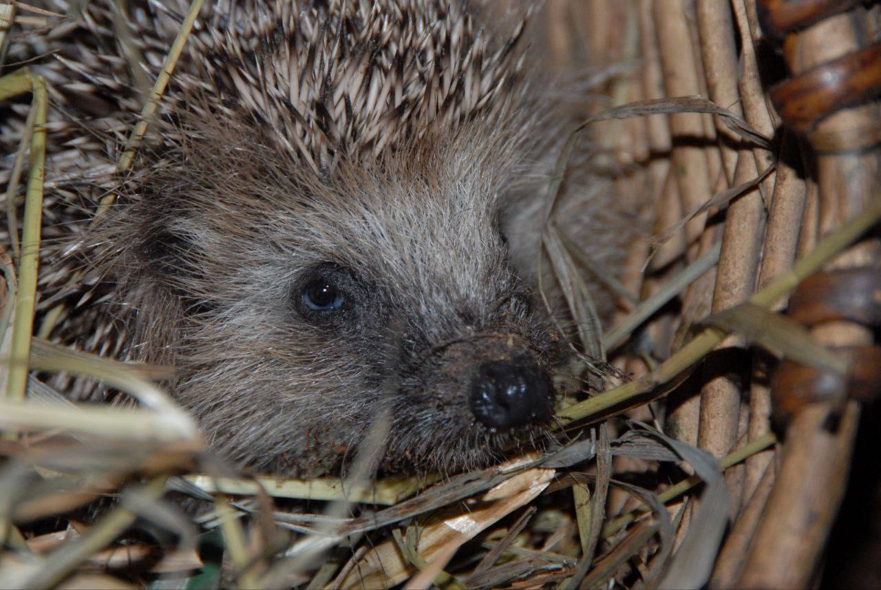 Белогрудые ёжики проснулись в Московском зоопарке
