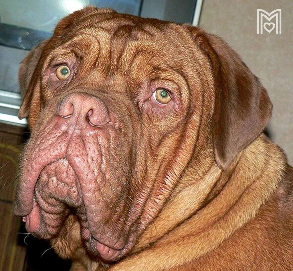 Бордоский дог проглотил белье: спасение питомца