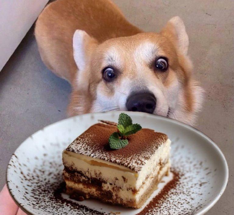 День тирамису: сладкий праздник для всех гурманов