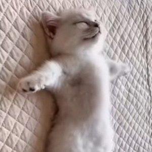 День валяния дурака: как провести с пользой