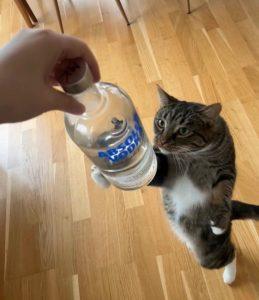 День водкохлёбов: праздник для любителей крепких напитков