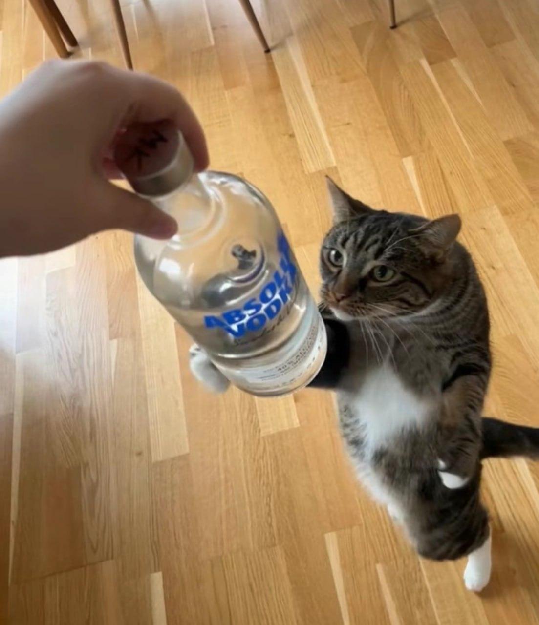 День водкохлёбов: праздник для любителей крепких напитков