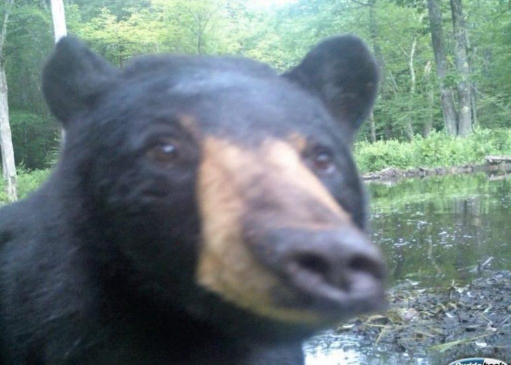 Дикая природа в объективе: рысь, медведь и лиса