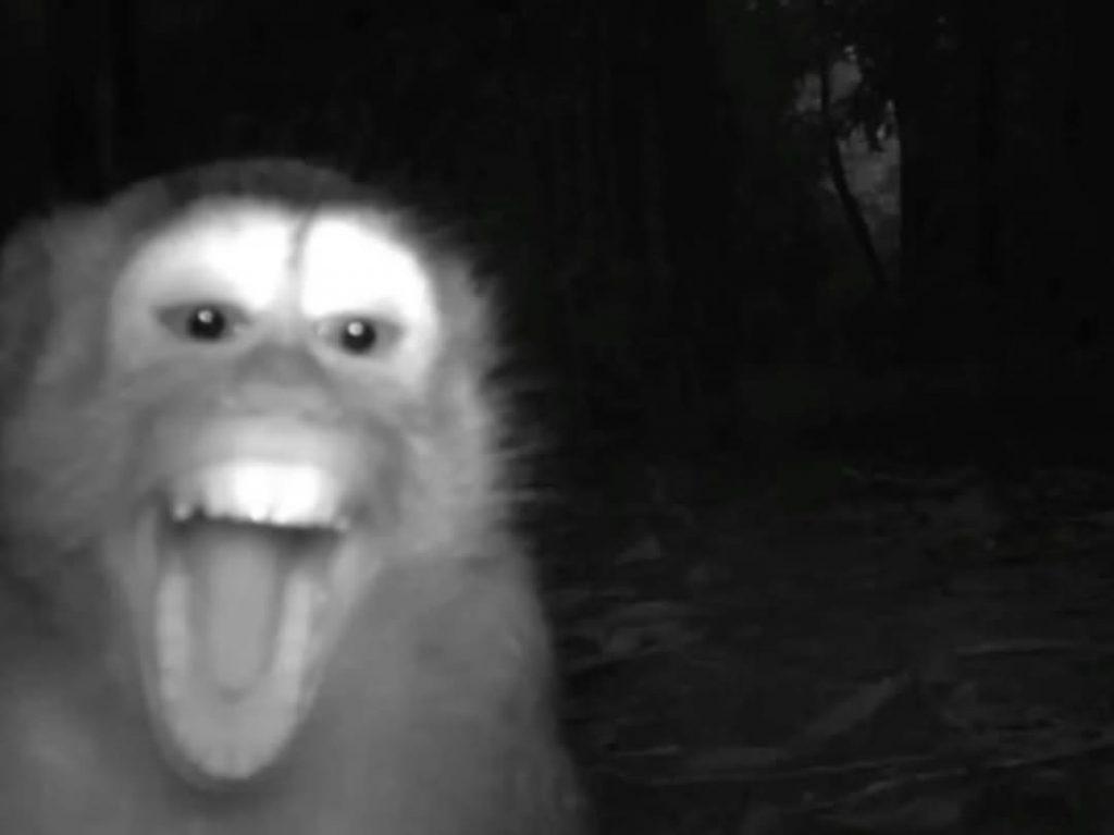 Дикая природа в объективе: рысь, медведь и лиса