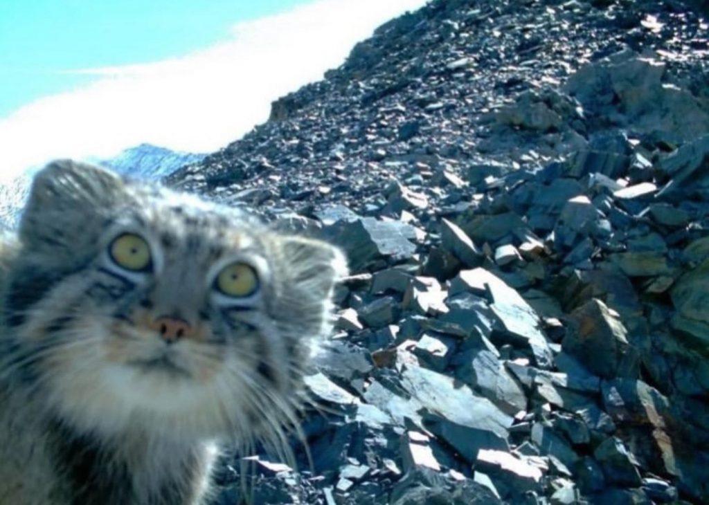 Дикая природа в объективе: рысь, медведь и лиса