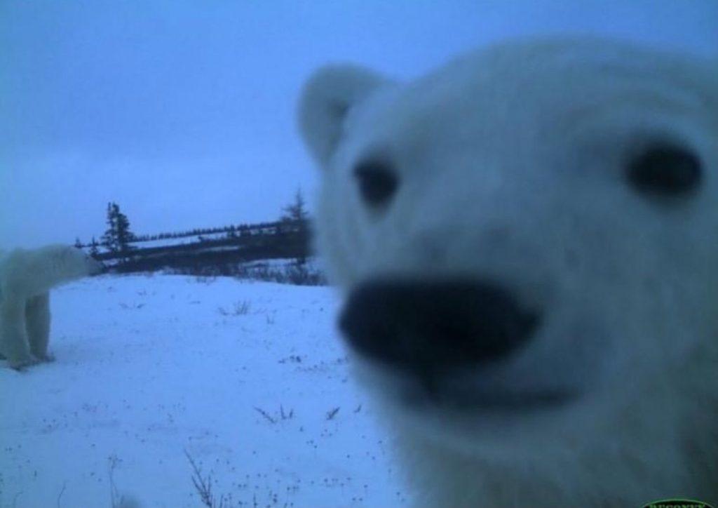 Дикая природа в объективе: рысь, медведь и лиса