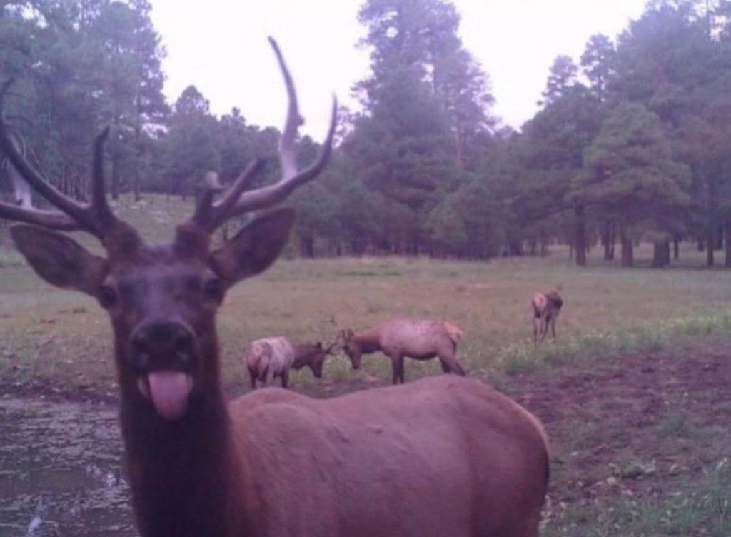 Дикая природа в объективе: рысь, медведь и лиса