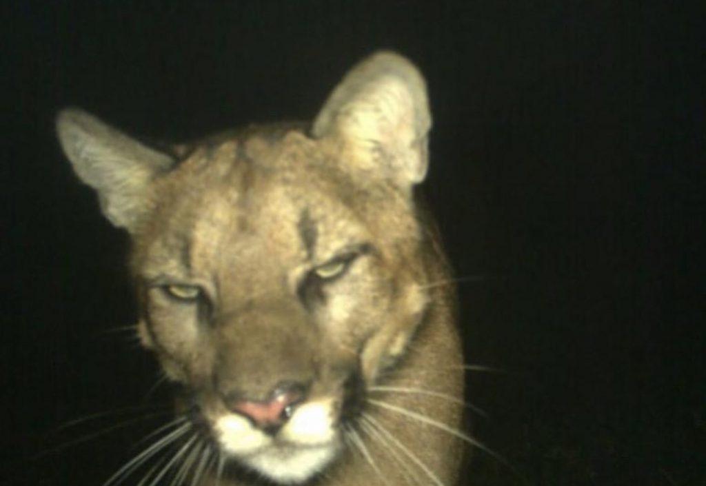 Дикая природа в объективе: рысь, медведь и лиса