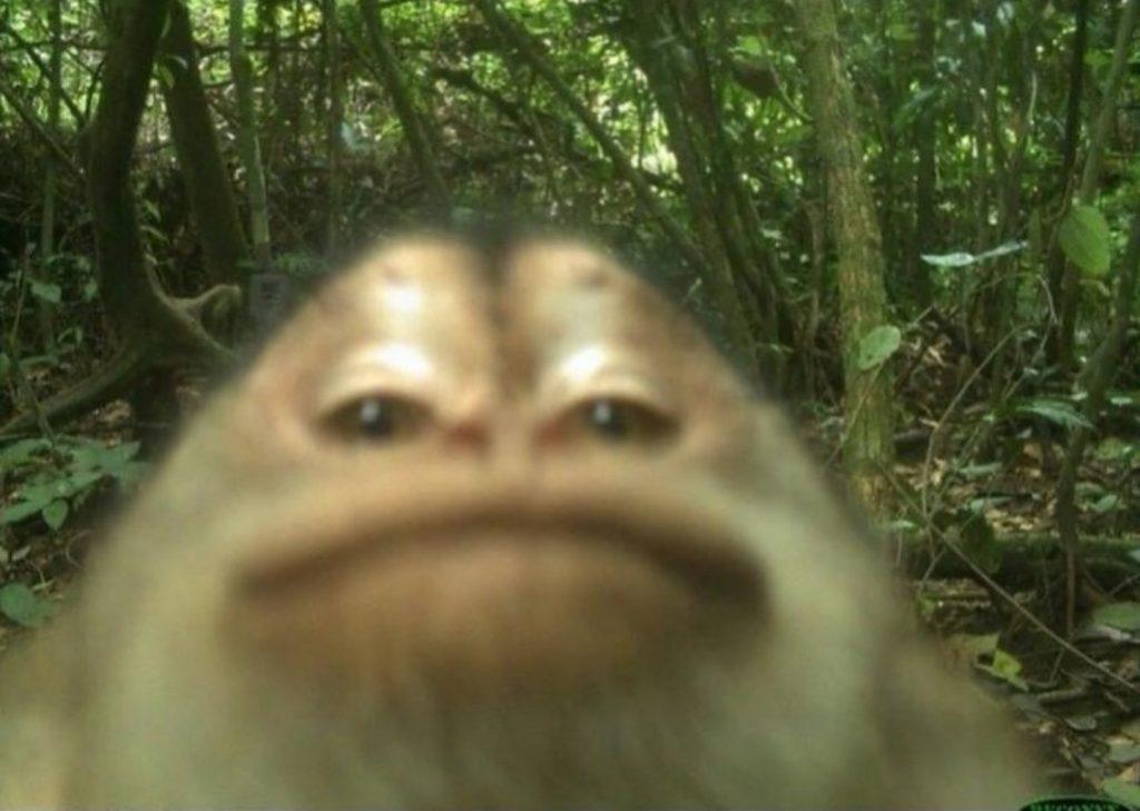 Дикая природа в объективе: рысь, медведь и лиса