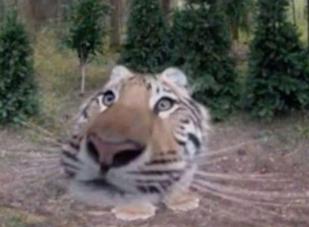 Дикая природа в объективе: рысь, медведь и лиса