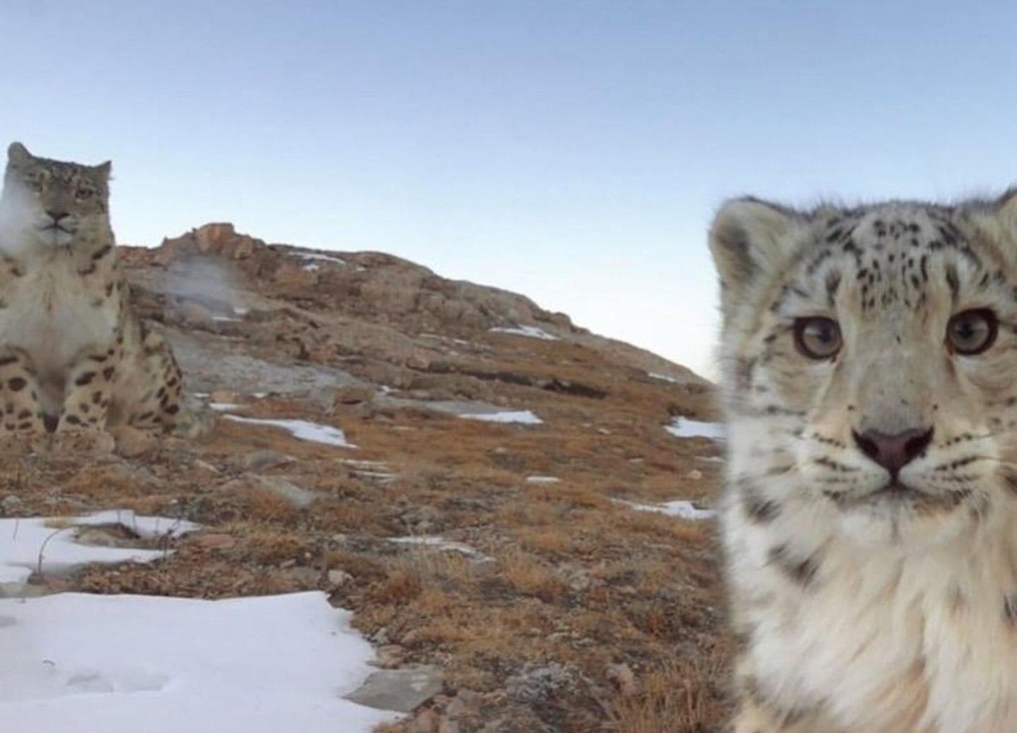 Дикая природа в объективе: рысь, медведь и лиса